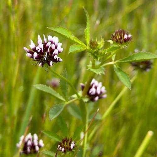 white-tipped clover