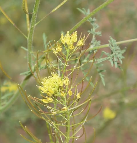 Flixweed Plant (Not a Bonsai)