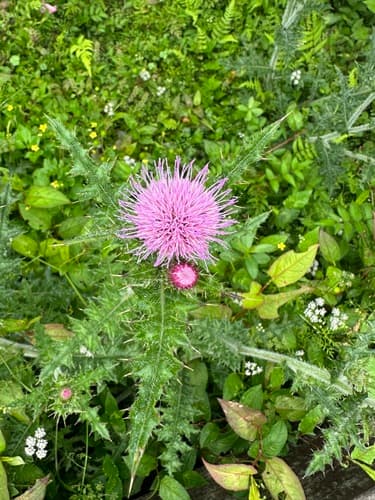 Japanese thistle