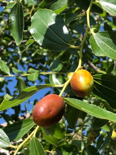 Jujube Bonsai