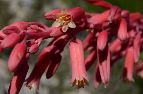 Red Yucca