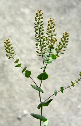 Clasping Pepperweed