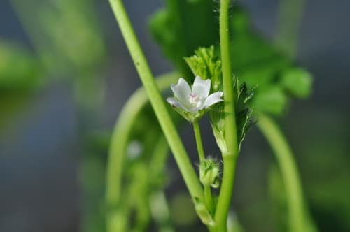Small Mallow Bonsai