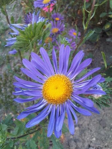 Chinese Aster