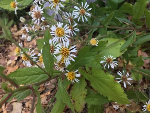 Roughleaf Aster