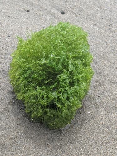Green pin-cushion alga