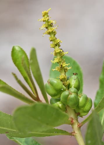 Queen's Delight Bonsai