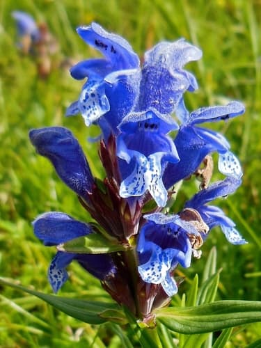 Hyssop-leaved Dragonhead