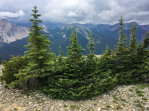 Subalpine Fir (Natural Growth)