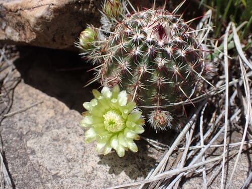Green-flower Hedgehog Cactus