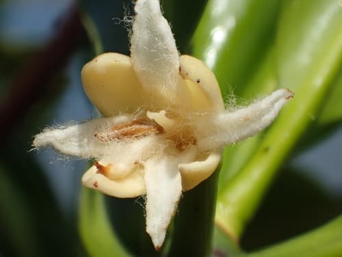 Spotted Mangrove Bonsai