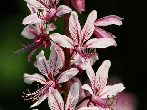 White Dittany Flowers