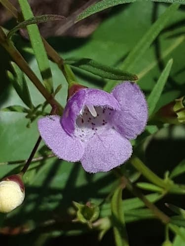 Slender False Foxglove