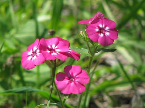 Drummond's phlox