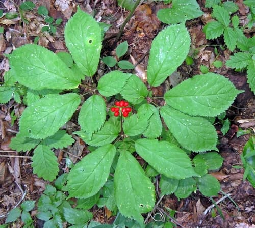American Ginseng Bonsai