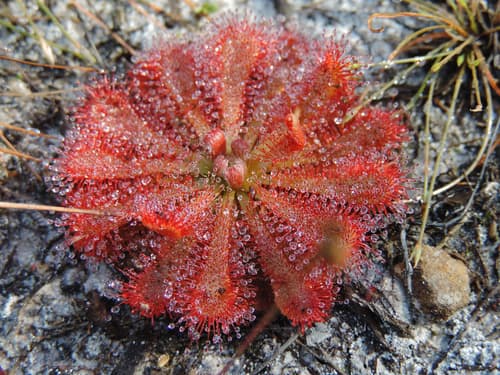 Rosy Sundew