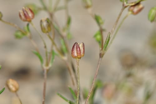 Annual Pearlwort