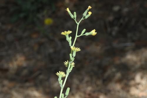 Bitter Lettuce Plant