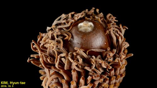 Chinese Cork Oak Bonsai