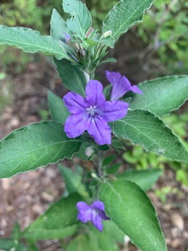 Drummond's ruellia