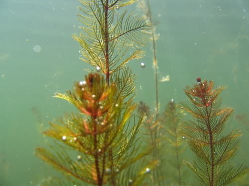 Eurasian Water-milfoil