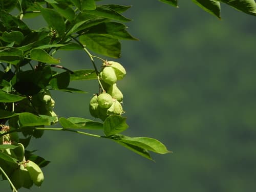 European Bladdernut Branch (Not a Bonsai)