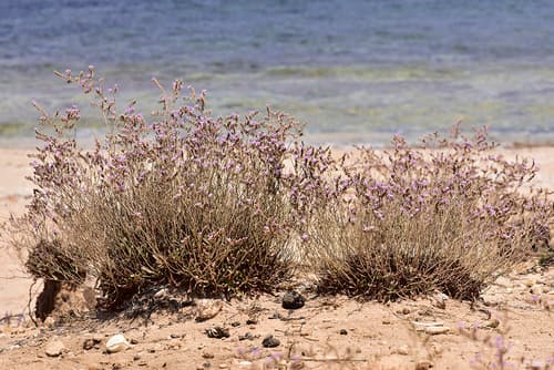 Olive-leaved Sea-lavender