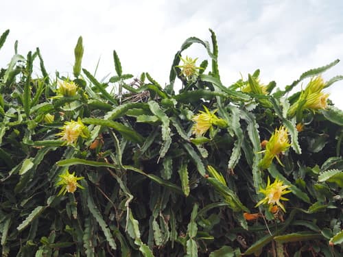 Night-blooming Cereus