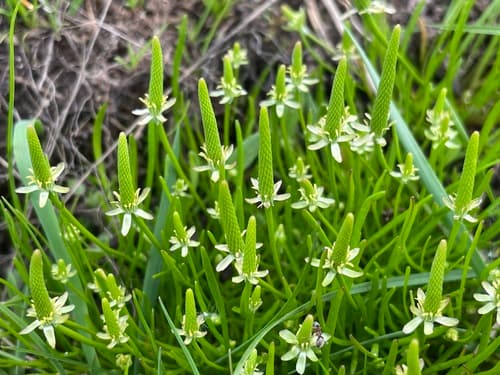 Tiny Mousetail Bonsai
