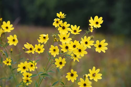 Tall Coreopsis (Wildflower, Not a Bonsai)