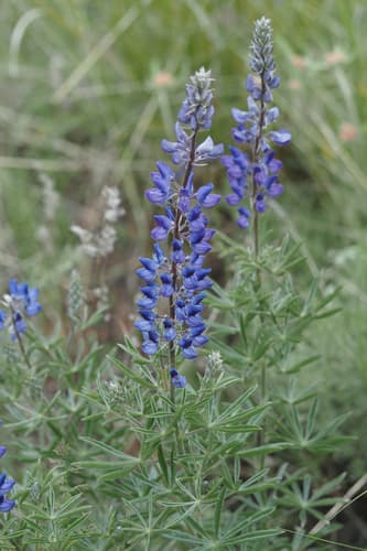 Silky Lupine