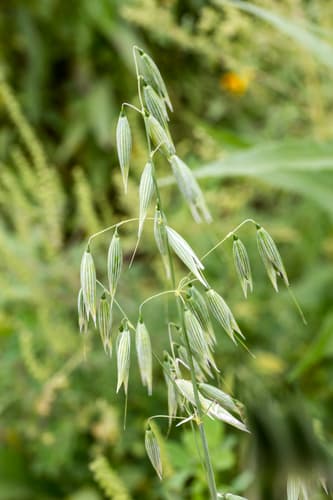 Common Oat
