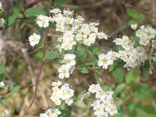 Russian Spirea Bonsai