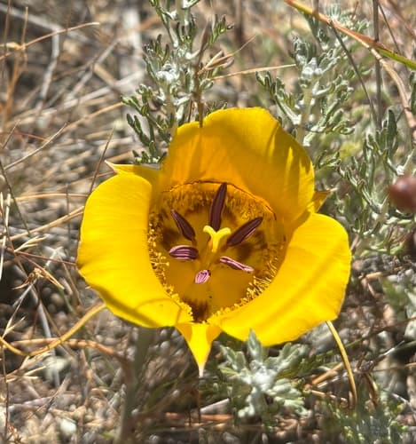 Clubhair Mariposa Lily