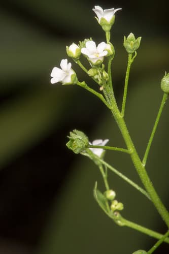 Thin Leaf Brookweed