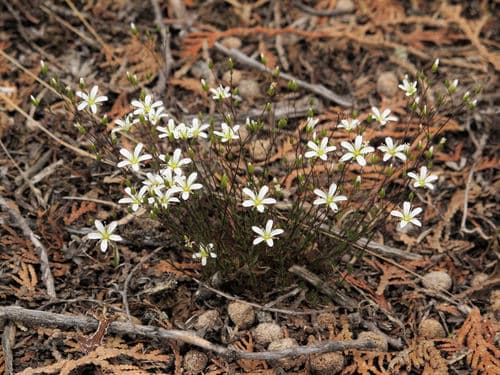 Rock Sandwort (Potential Bonsai)