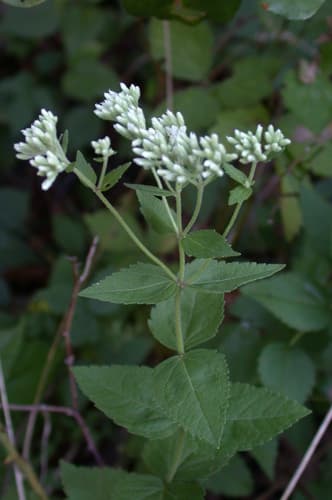 Roundleaf Thoroughwort Bonsai