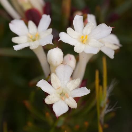 Needle Capesaffron Bonsai