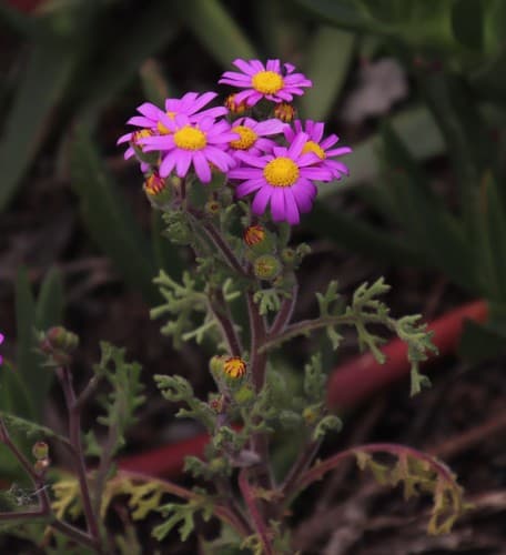 Sandveld Ragwort Bonsai