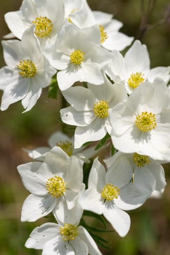 Narcissus-flowered Anemone Bonsai