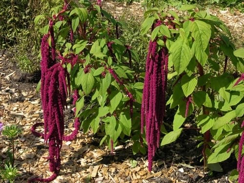 Love-lies-bleeding