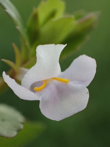 Sparrow False Pimpernel