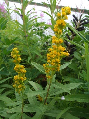 Elegant Goldenrod Bonsai