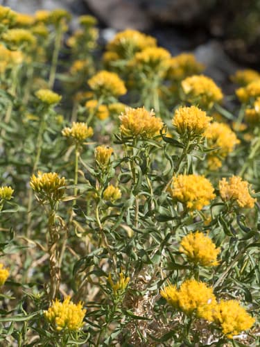 Yellow Rabbitbrush
