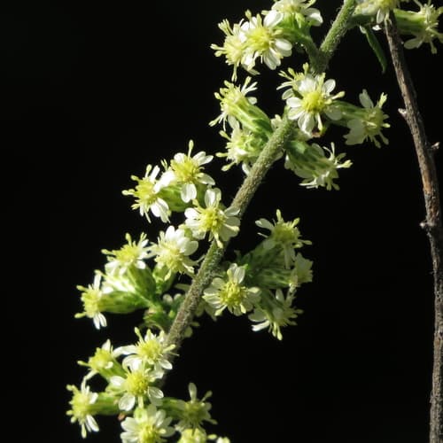 Silverrod Flowering Plant