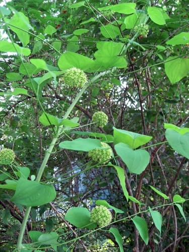 Midwestern Carrionflower