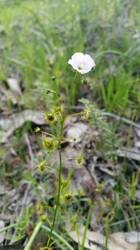 Drosera gunniana
