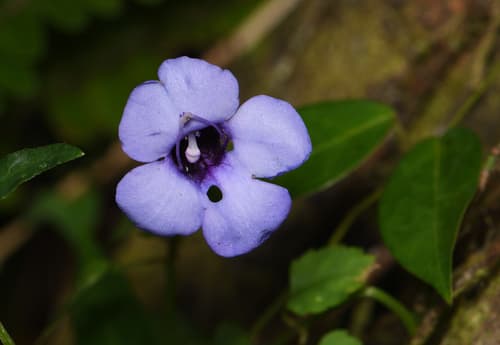 Lesser Torenia