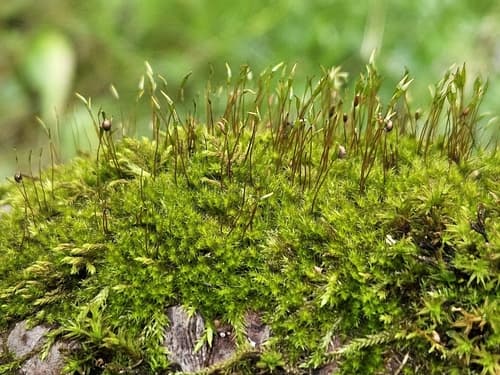 Many-flowered Leskea