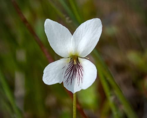 white bog violet